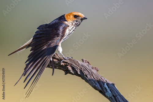 Greater Striped Swallow