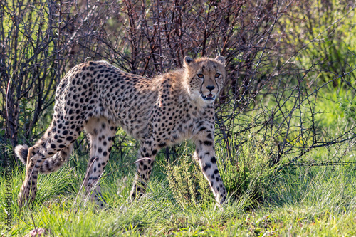 Cheetah