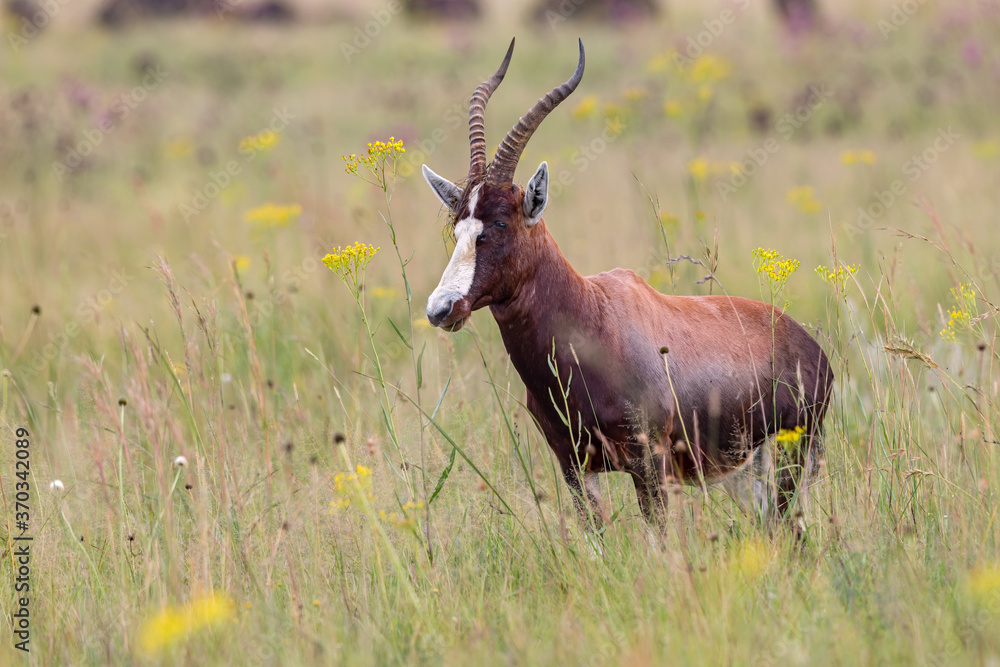Obraz premium Blesbok