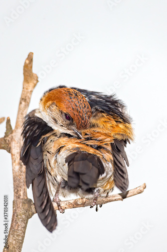 Fototapeta Naklejka Na Ścianę i Meble -  Greater Striped Swallow