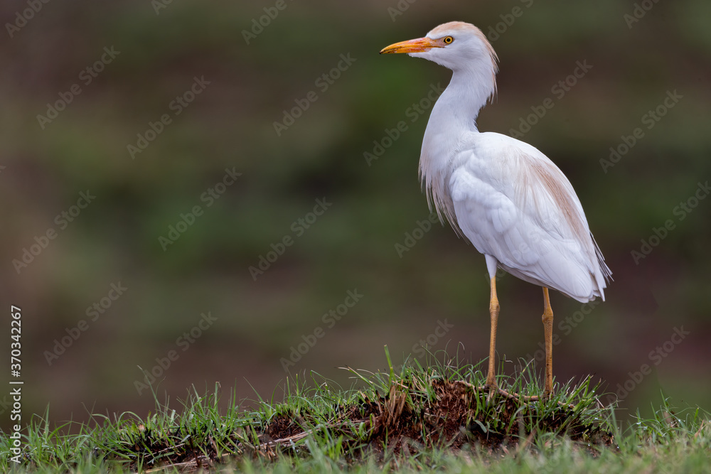 Westerm Catlle Egret Westerm Catlle Egret