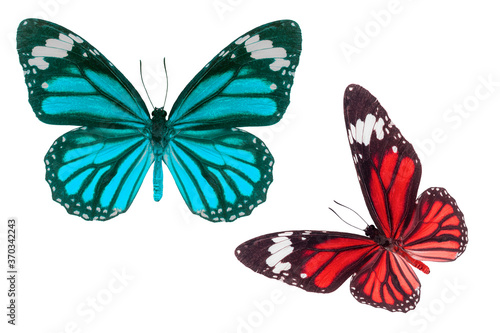 Blue and red buterfly wingde isolated on white background