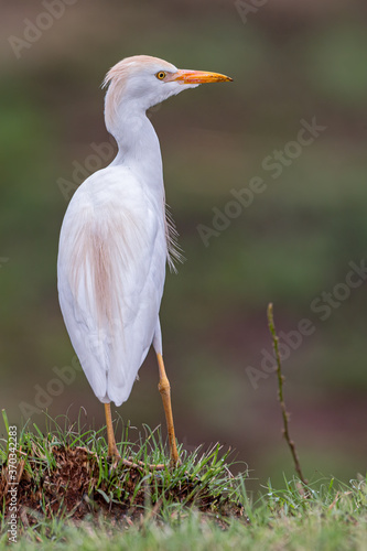 Westerm Catlle Egret photo