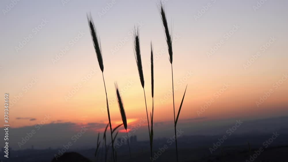 wheat ears swaying in the sunset wind wheat ears swaying in the sunset wind