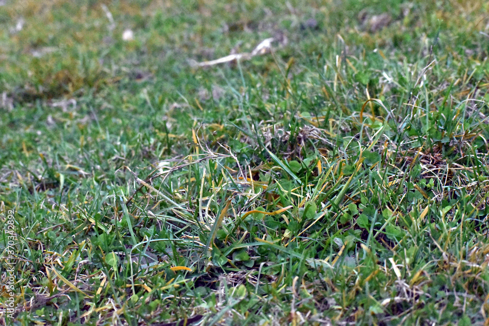 Beautiful picture green grass in garden Beautiful picture green grass in garden