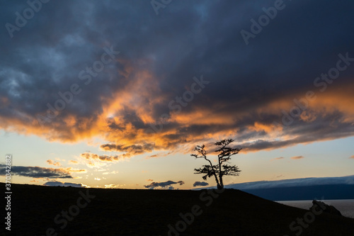 Old tree silhouette on a hill at a colorful sunset