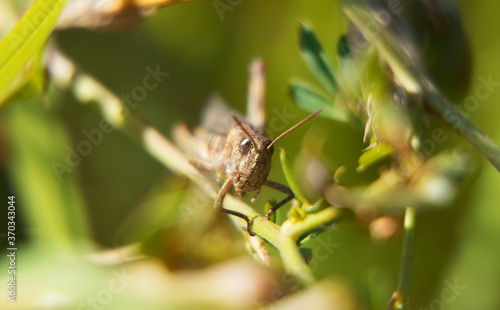 Macro shot of grasshopper on the leaf.