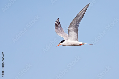 Common tern (Sterna hirundo) in flight full speed hunting for small fish.