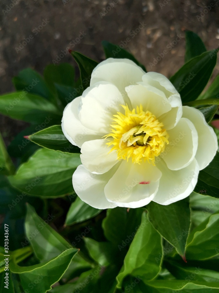 Closeup Delicate bright yellow calathea peonies flower among the greenery. Idea for a romantic evening, a gift for lovers, home and garden decoration Closeup Delicate bright yellow calathea peonies flower among the greenery. Idea for a romantic evening, a gift for lovers, home and garden decoration
