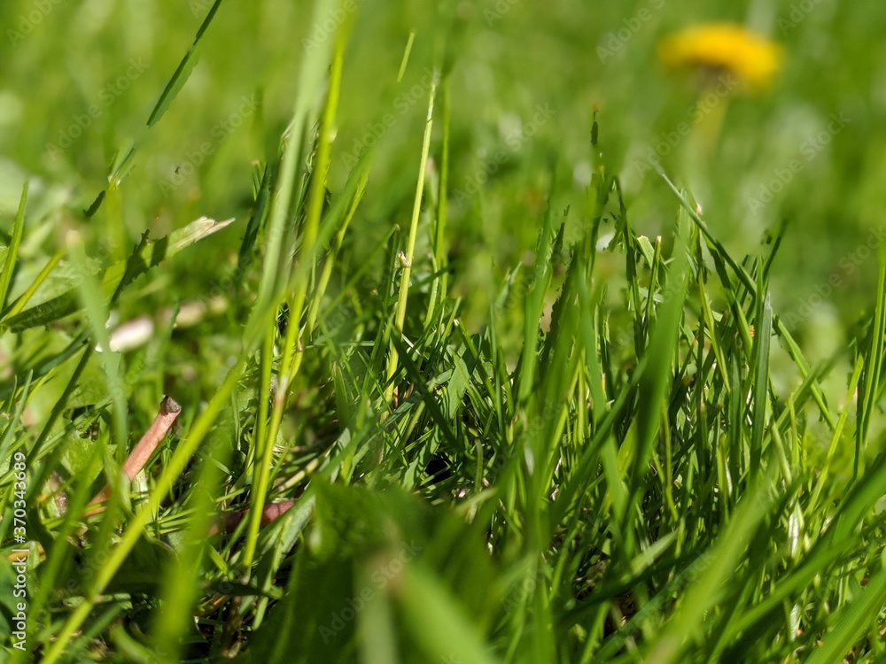 Obraz premium green grass background