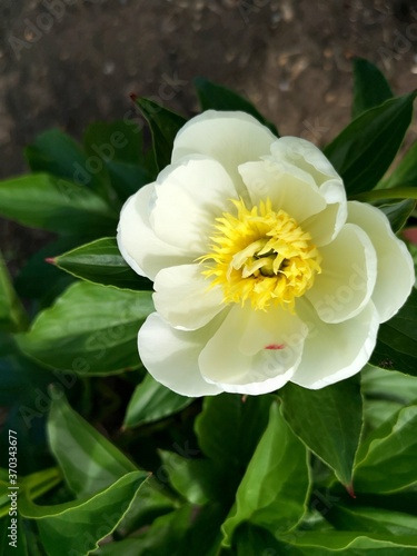 A delicate yellow flower among the greenery. An idea for a romantic evening  a gift for lovers  home and garden decoration.