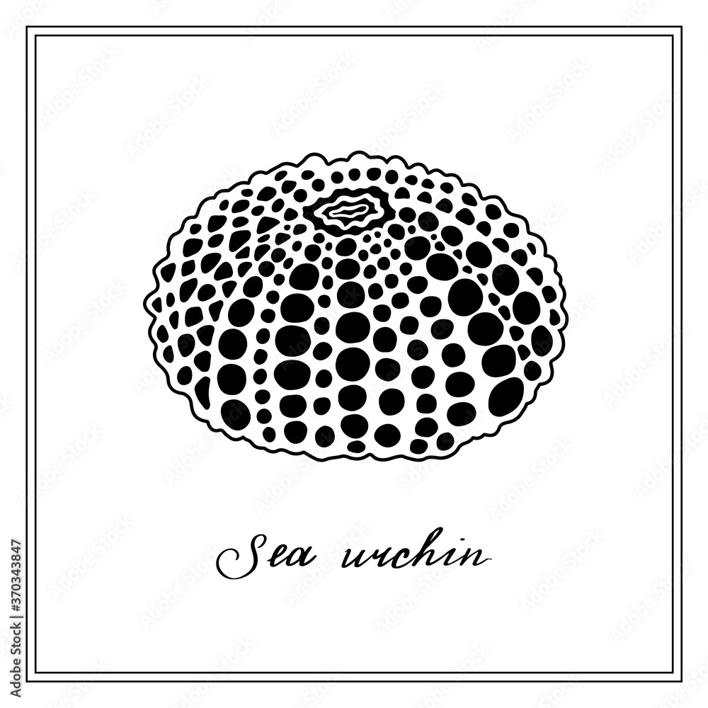 Big White Sea Urchin with big and small black dots. Seashell. Black and white square card. Hand-drawn collection of greeting cards. Vector illustration on a white background. Big White Sea Urchin with big and small black dots. Seashell. Black and white square card. Hand-drawn collection of greeting cards. Vector illustration on a white background.