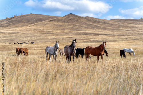 Wild horses on the prairie grazing at dried steppe in Central Asia