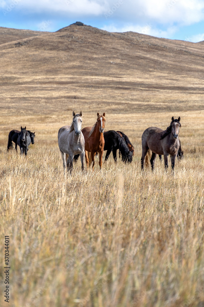 Wild horses on the prairie grazing at dried steppe in Central Asia