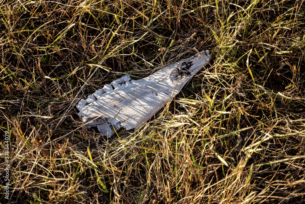 Obraz premium Cow or another steer skull and bones