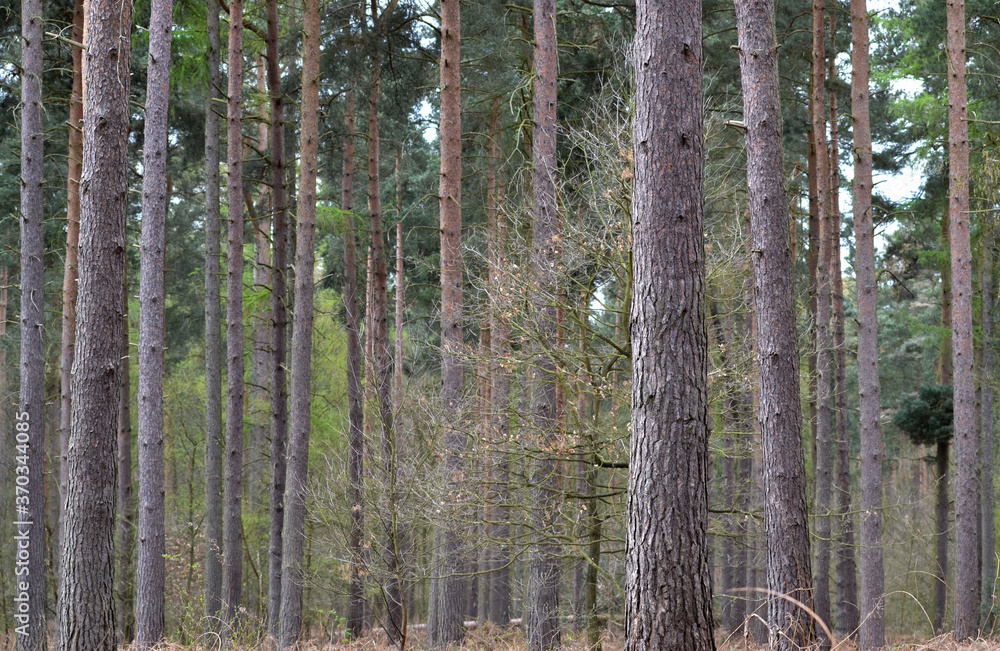 Fototapeta premium Trees in the forest.