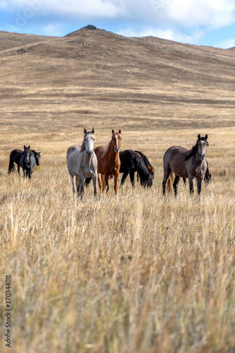 Wild horses on the prairie grazing at dried steppe in Central Asia © Elena Sistaliuk