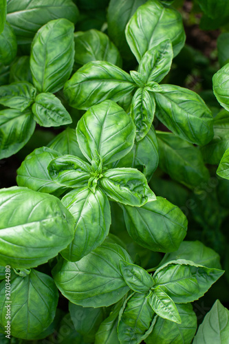 Beautiful jucy green basil growing in the garden vertical photo