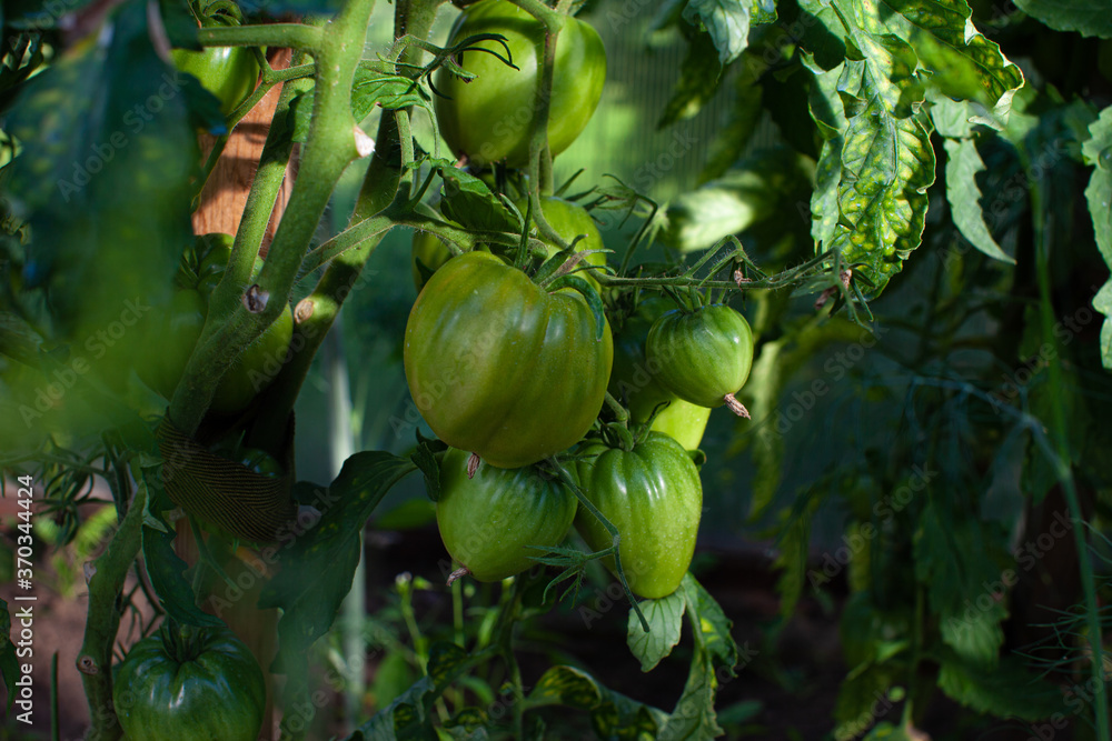 Green tomato on branch in the garden