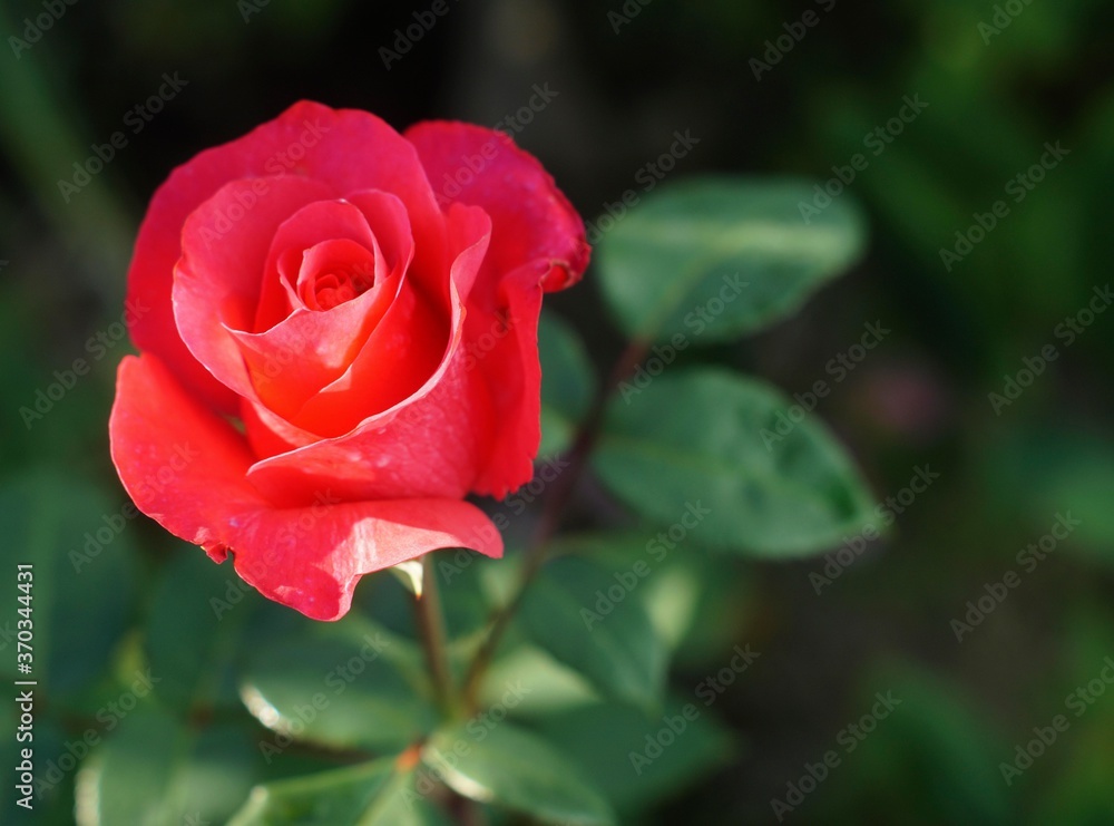 red rose bloomed in the summer garden