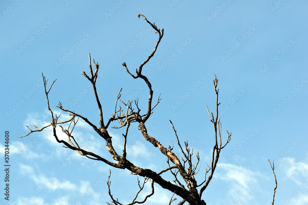 Beautiful picture of blue sky and tree branches Beautiful picture of blue sky and tree branches