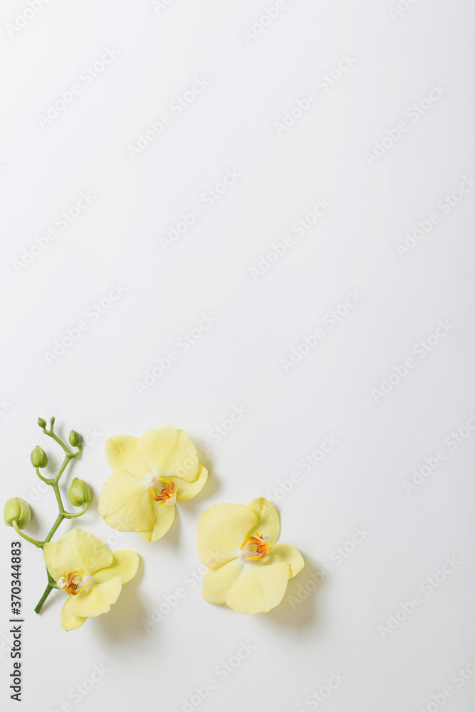 Obraz premium yellow orchids flowers on white background