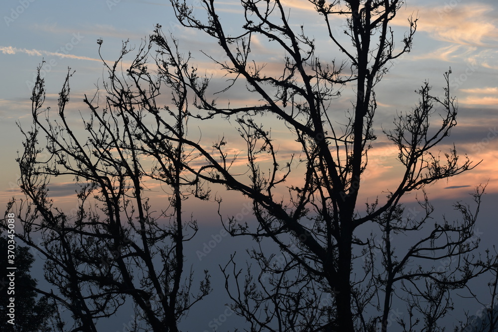 Beautiful picture of sunset and tree nainital Beautiful picture of sunset and tree nainital