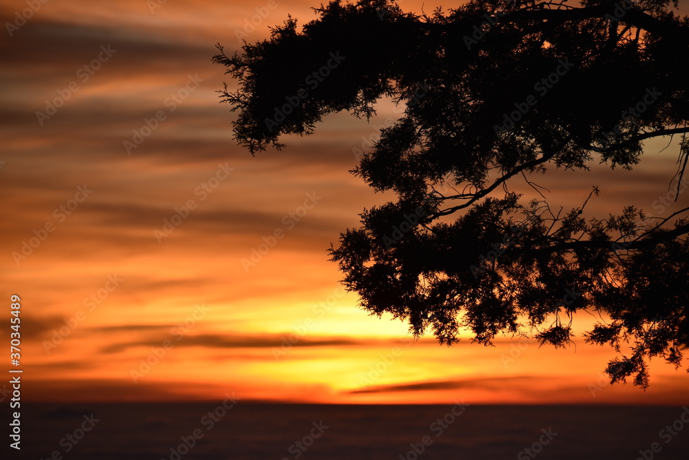 Beauty of sunset and tree branches