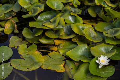 Frogs on water lily leaves