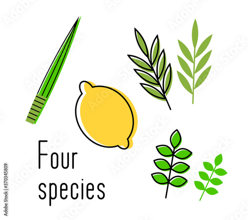 Sukkot set of herbs and spices of the etrog, lulav, Arava, Hadas. traditional symbols of jewish holiday sukkot. Isolated on white background. Vector illustration