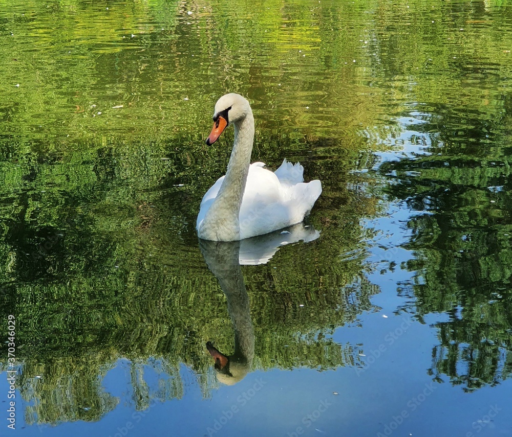 Obraz premium white swan on the lake