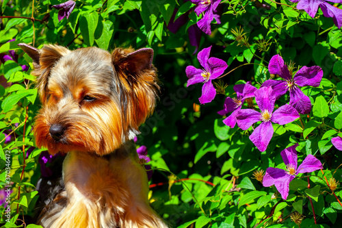 image of dog flower background  photo