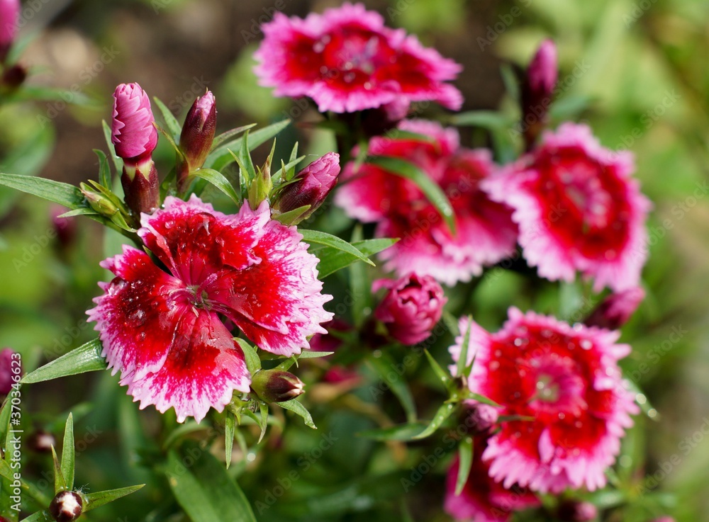 dew drops on the petals of a red carnation