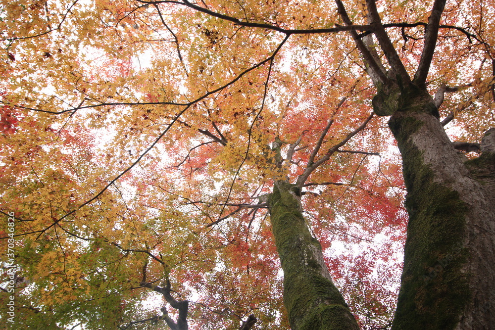 Fototapeta premium Beautiful maple trees in Autumn at Kyoto, Japan, Asia