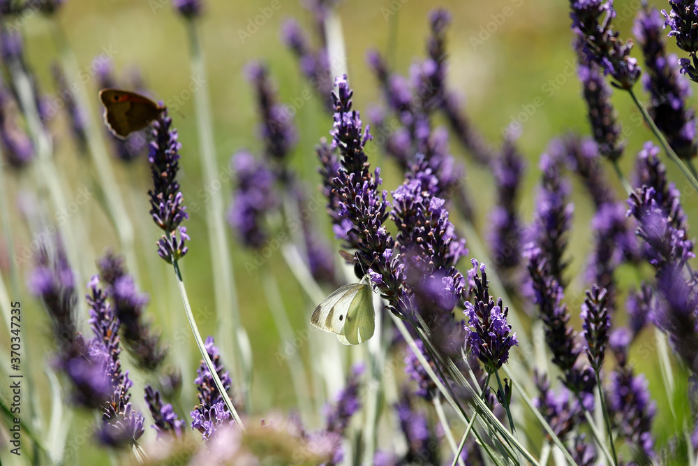 Fototapeta premium Lavendel mit Schmetterling Kohlweißling als close up