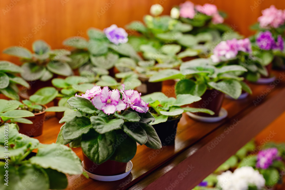 Violet pinkish-purple. On a shelf in a row are flower pots. Greenhouse. Potted flowers. Transplanting plants. Multi-colored flowers. Plants for the garden. Blossoming garden. flowers for sale Violet pinkish-purple. On a shelf in a row are flower pots. Greenhouse. Potted flowers. Transplanting plants. Multi-colored flowers. Plants for the garden. Blossoming garden. flowers for sale