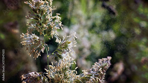 dactylis blooms and pollen around photo