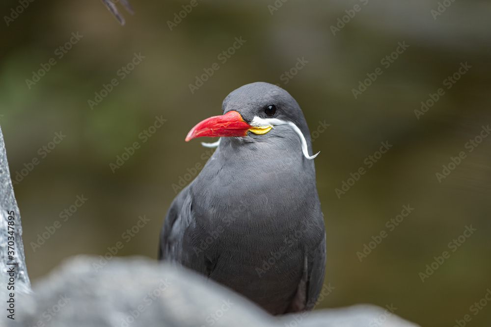 Obraz premium Inca tern - Larosterna inca