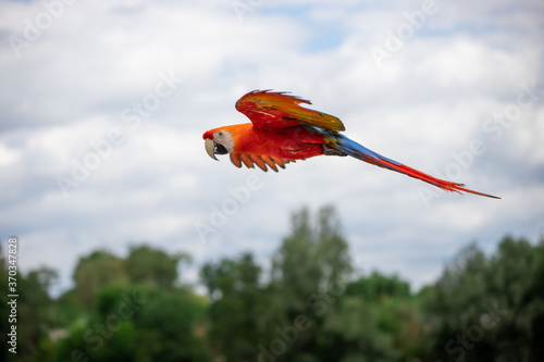 Scarlet macaw flying in the sky