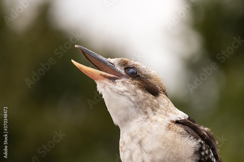 Portrait of a laughing kookaburra - Dacelo novaeguineae - kingfisher of Australia