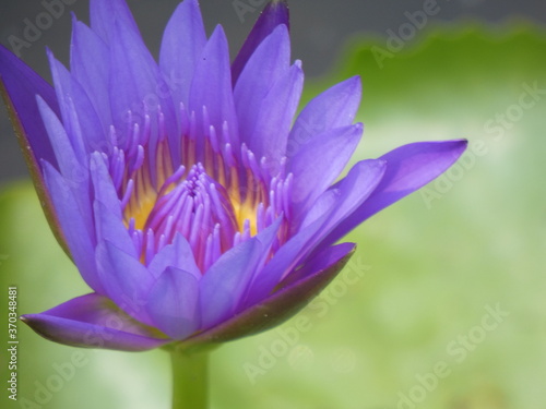 Purple lotus