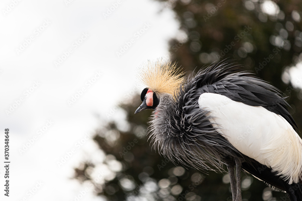 Fototapeta premium Black crowned crane (Balearica pavonina), also known as the black crested crane