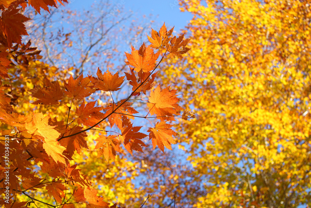 Close up of beautiful red and yellow autumn leafs against blue sky, Japan, soft focus Close up of beautiful red and yellow autumn leafs against blue sky, Japan, soft focus