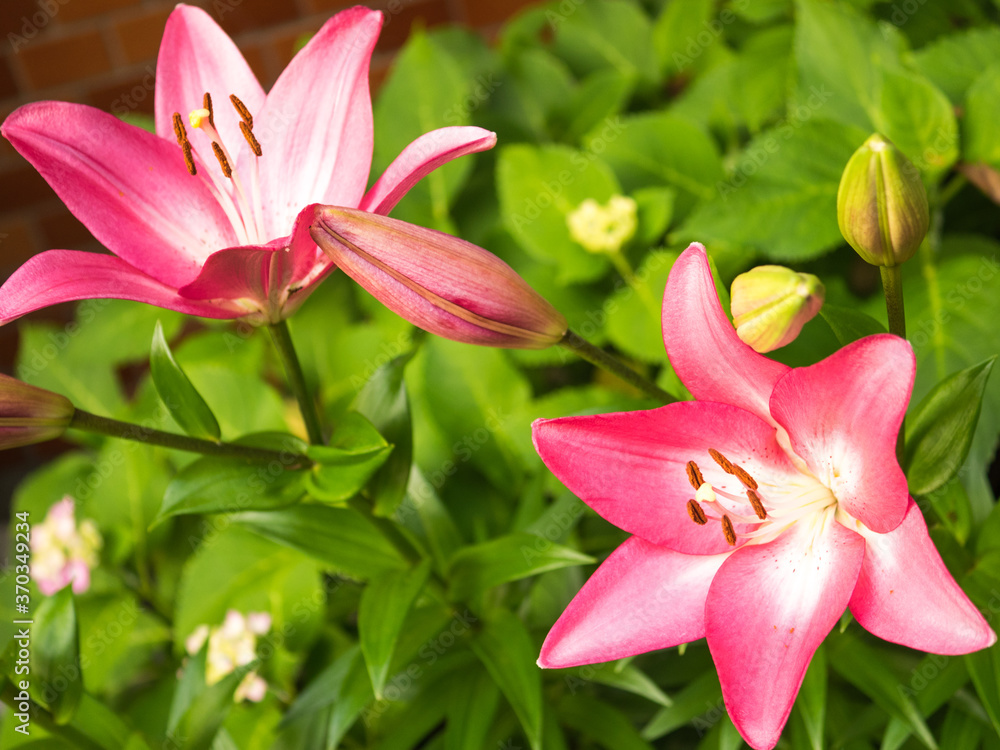 Fototapeta premium ピンク色のユリ