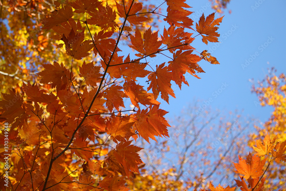 Close up of beautiful red and yellow autumn leafs against blue sky, Japan, soft focus Close up of beautiful red and yellow autumn leafs against blue sky, Japan, soft focus
