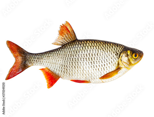 Fresh raw fish isolated on white background with clipping path
