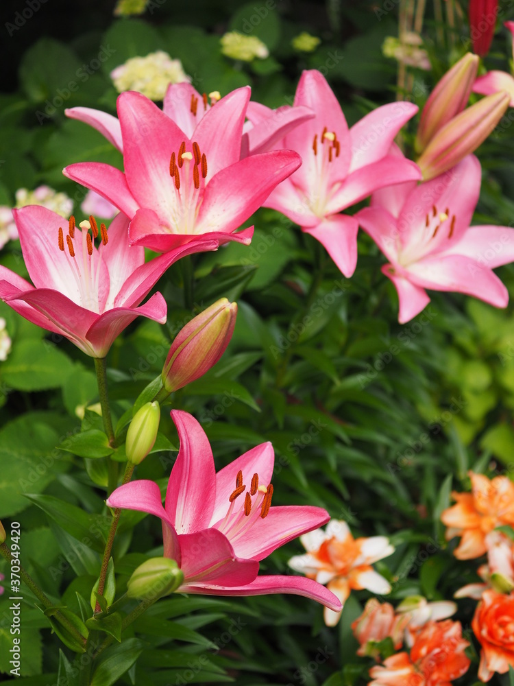 ピンク色のユリ