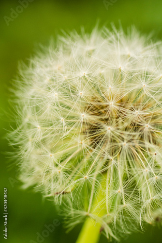 Common dandelion in close-up