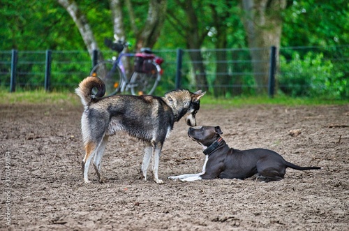 Dog play and romp on the dog beach in Langenhagen near Hannover at the Silbersee