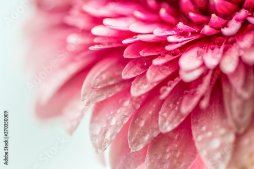 Pink gerbera flower close up. Front view. 